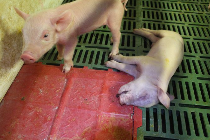 Dead piglet in crate