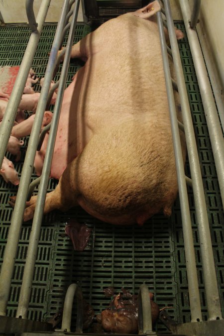 Stillborn piglet at back of crate