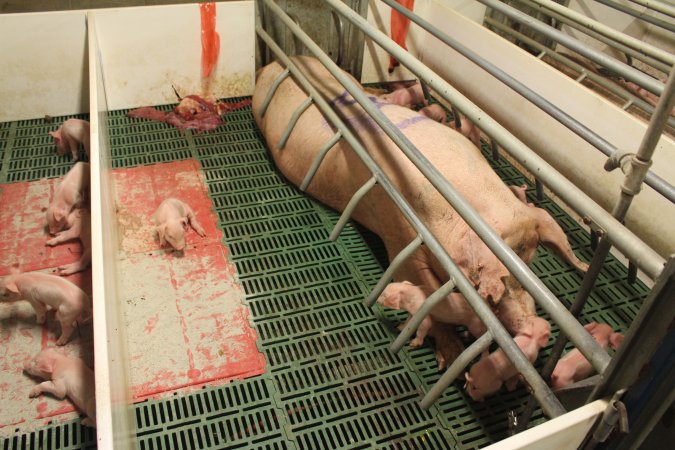 Farrowing crates at Wonga Piggery NSW