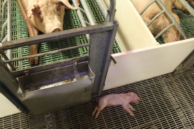 Dead piglet in aisle, mother visible in crate