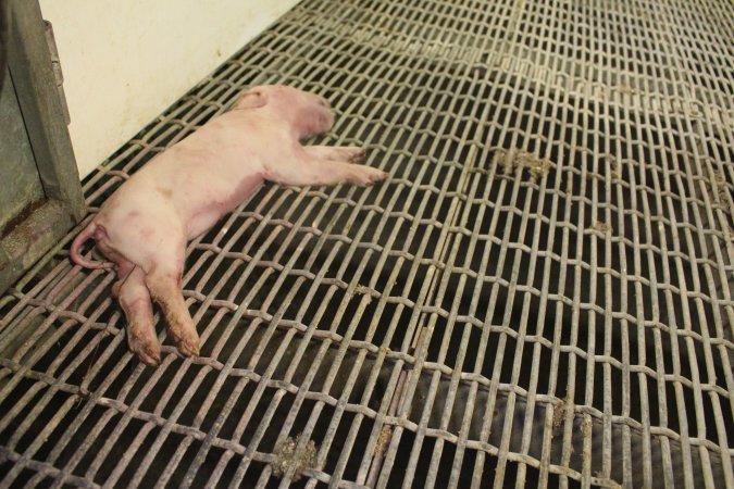 Dead piglet in aisle