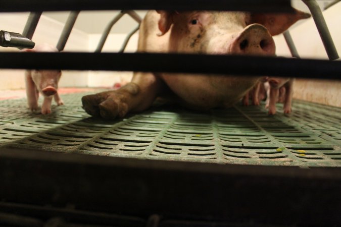 Low view through front of farrowing crate