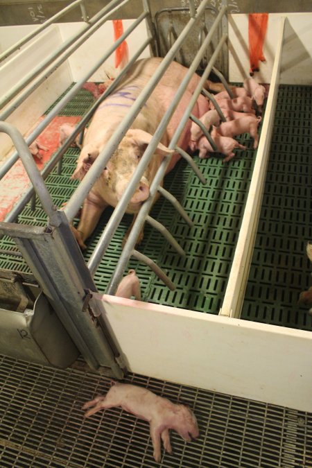 Dead piglet in aisle, mother and other babies in crate