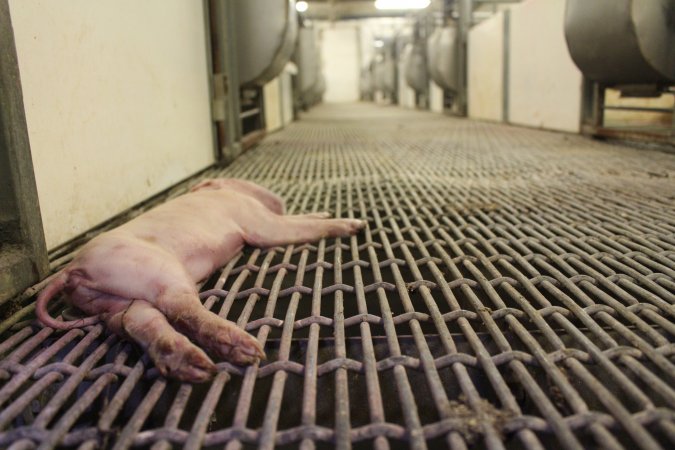 Dead piglet in aisle, low view