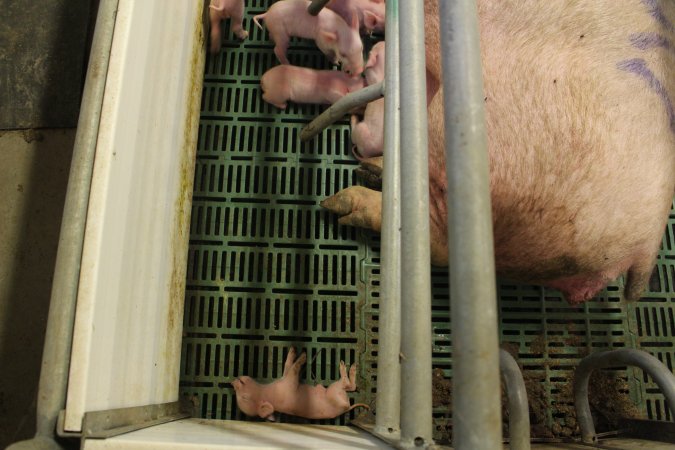 Dead piglet at back of crate