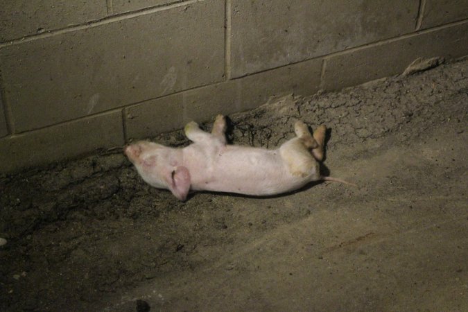 Dead piglet in corridor