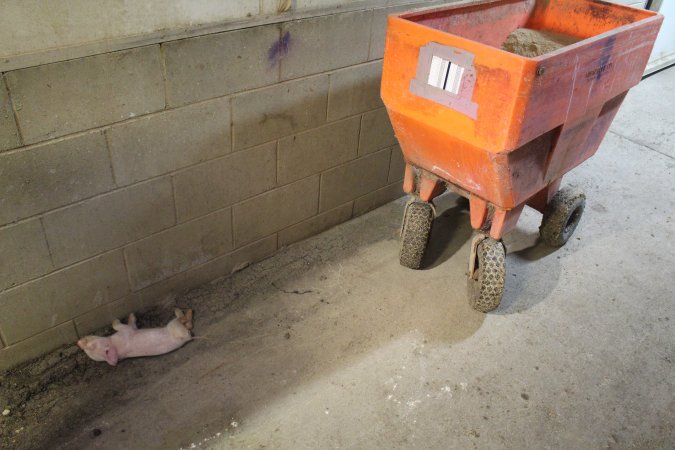 Dead piglet in corridor