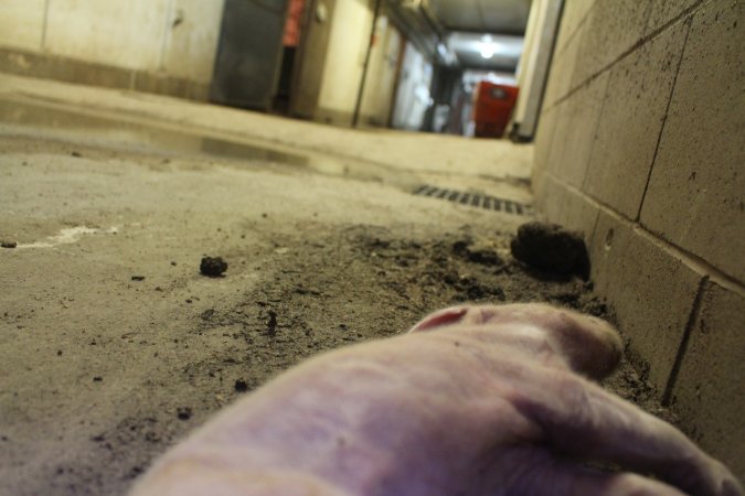 Dead piglet in corridor, low view