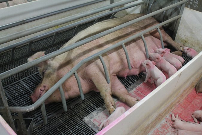 Farrowing crates at Wonga Piggery NSW