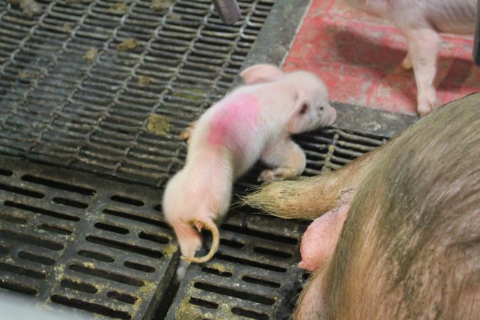 Piglet's leg stuck in floor of crate