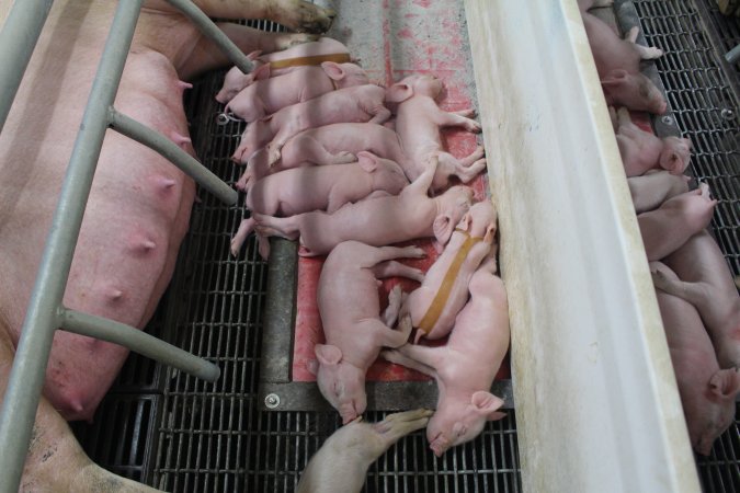 Piglet with splayleg tape