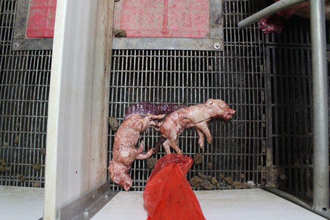 Stillborn piglets