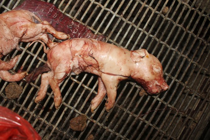 Stillborn piglets