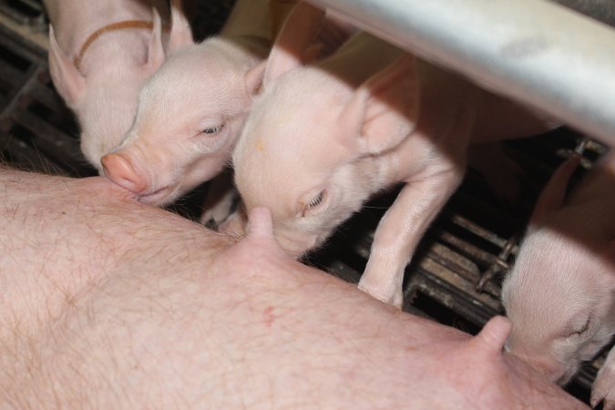 Piglets suckling