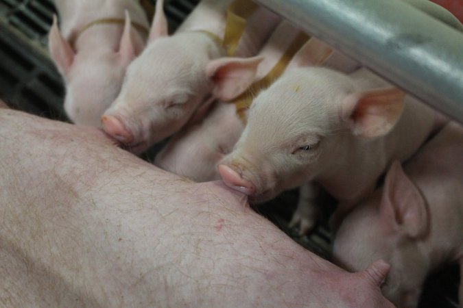 Piglets suckling