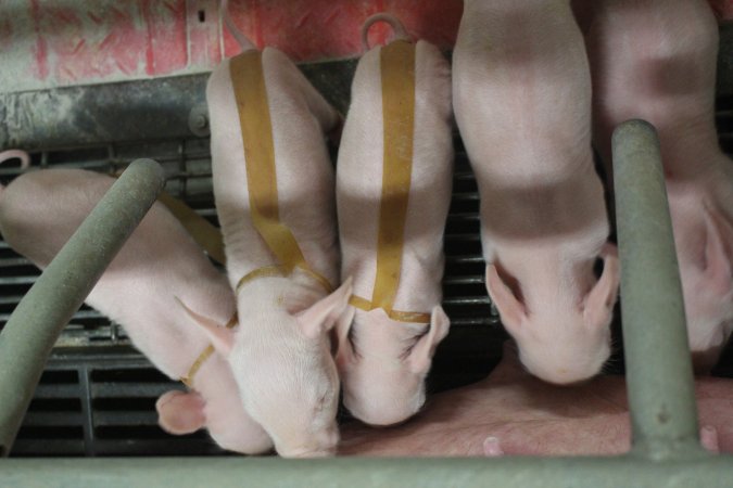 Piglets with splayleg tape
