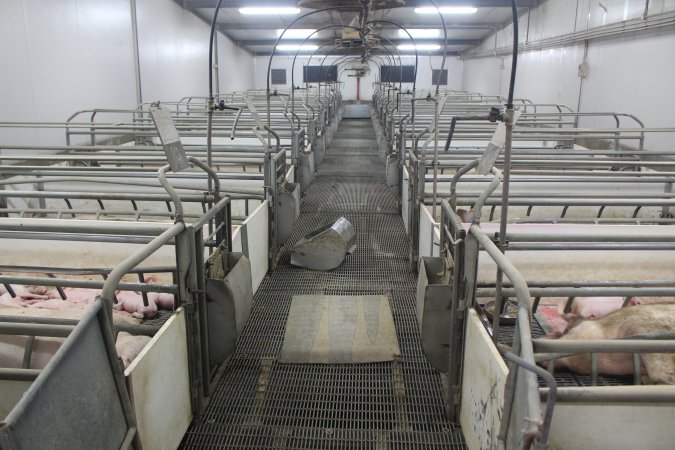 Farrowing room