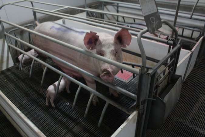 Farrowing crates at Wonga Piggery NSW