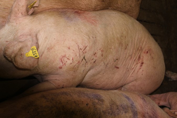 Sows with scratches from fighting