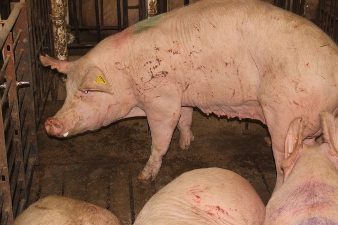 Sows with scratches from fighting