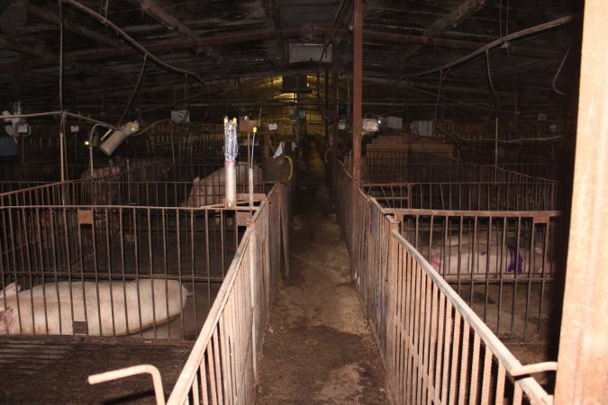 Breeding shed