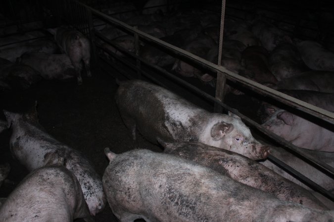 Grower/finisher pigs living in excrement