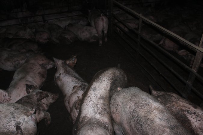 Grower/finisher pigs living in excrement