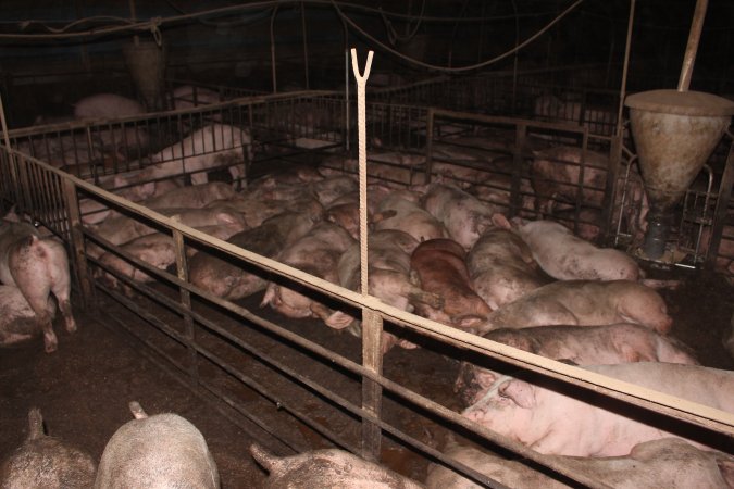 Grower/finisher pigs living in excrement