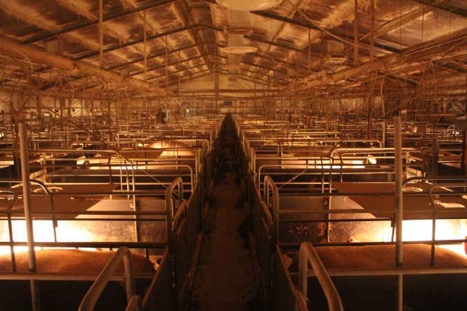 Looking down aisle of farrowing crate shed