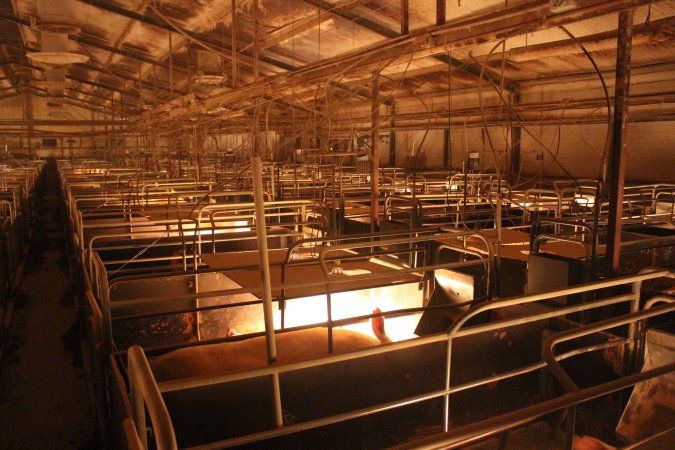 Farrowing crates at Wonga Piggery NSW