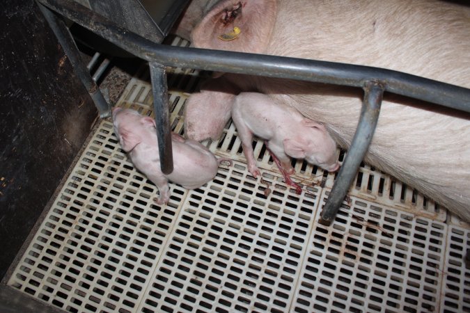 Farrowing crates at Wonga Piggery NSW