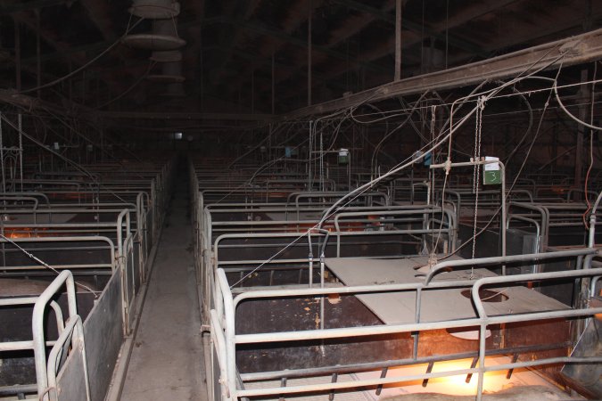 Farrowing crates at Wonga Piggery NSW