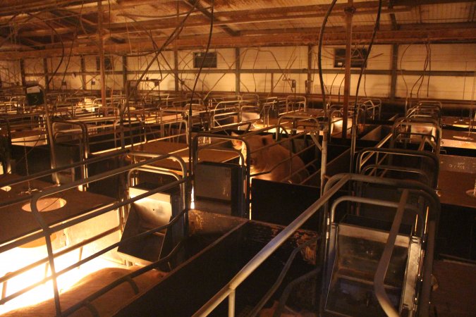 Farrowing crates at Wonga Piggery NSW