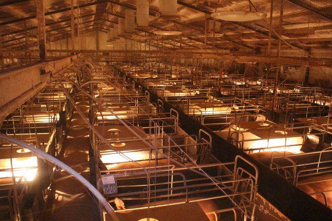 High wide view of farrowing shed