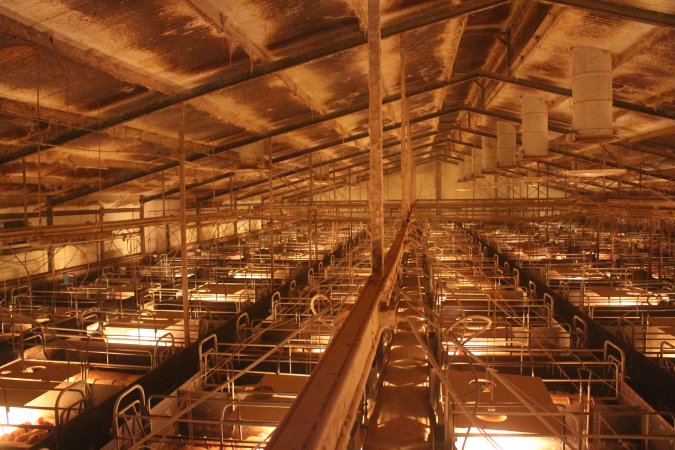 High wide view of farrowing shed