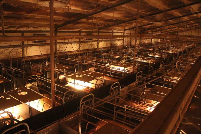 High wide view of farrowing shed