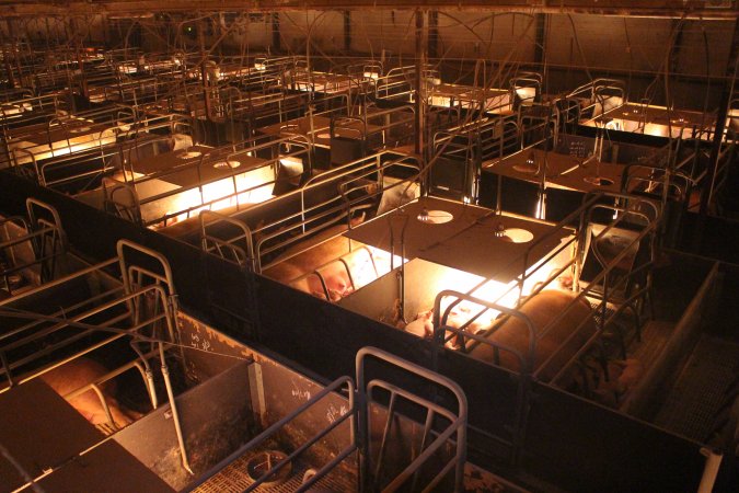 High view of farrowing crates