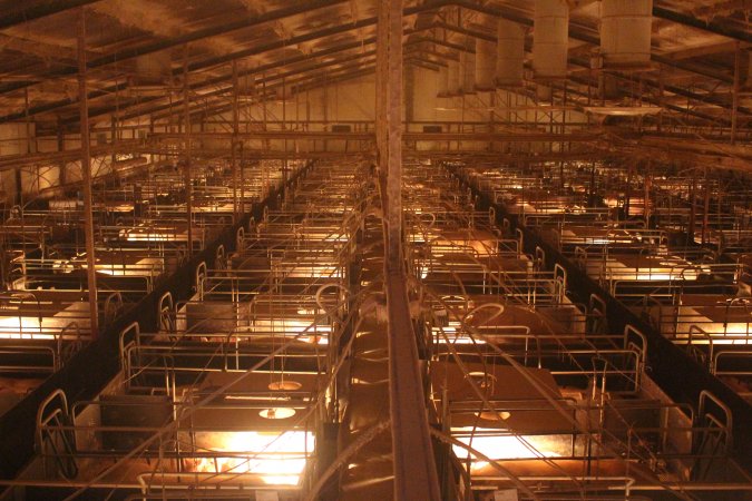 High wide view of farrowing shed