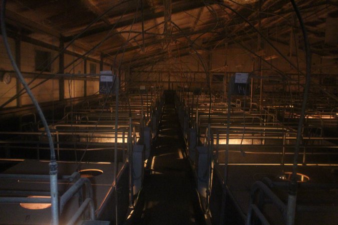 Looking down aisle of farrowing shed