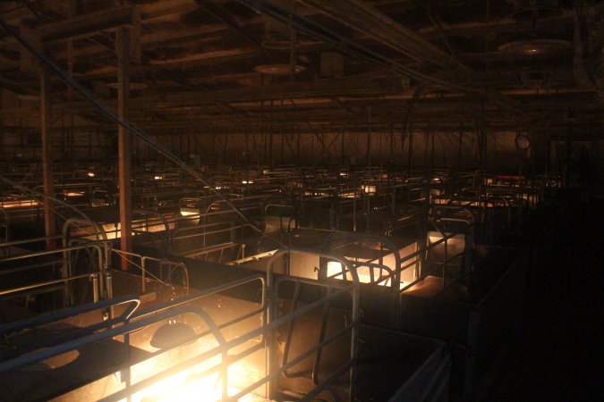 Farrowing crates at Wonga Piggery NSW