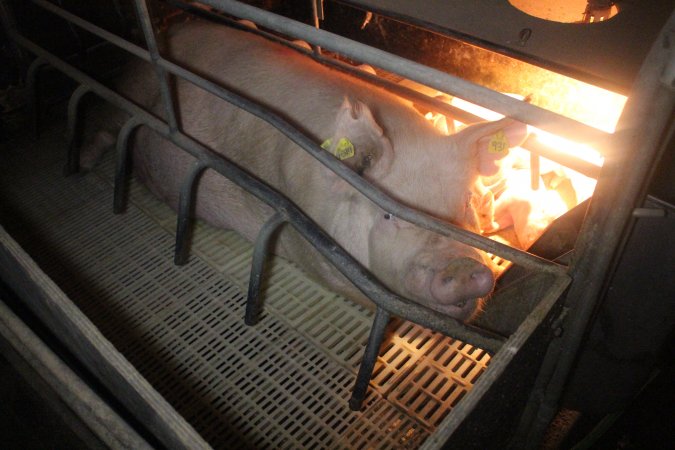 Farrowing crates at Wonga Piggery NSW