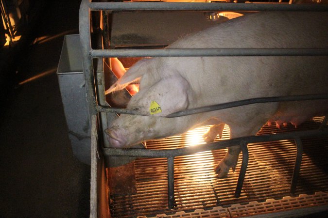 Farrowing crates at Wonga Piggery NSW