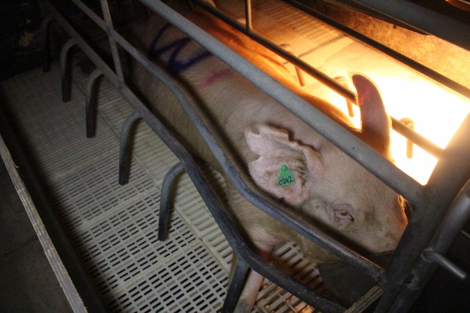 Farrowing crates at Wonga Piggery NSW