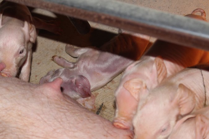 Dead piglet in crate