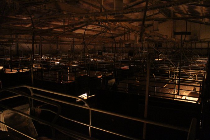 Farrowing crates at Wonga Piggery NSW