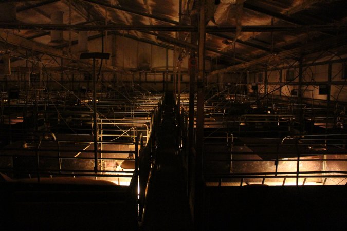 Looking down aisle of farrowing shed