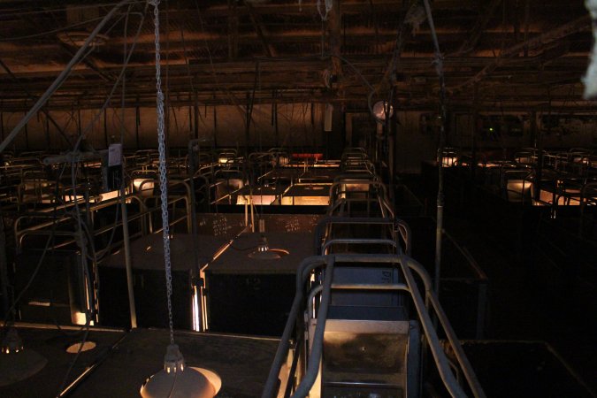 Farrowing crates at Wonga Piggery NSW