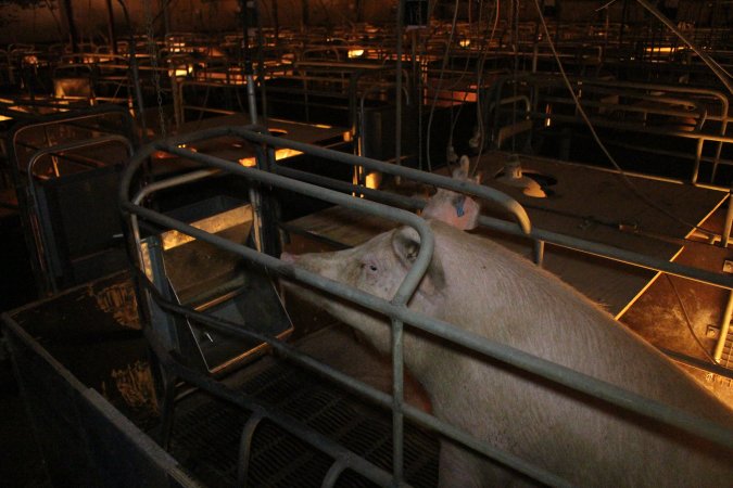 Farrowing crates at Wonga Piggery NSW