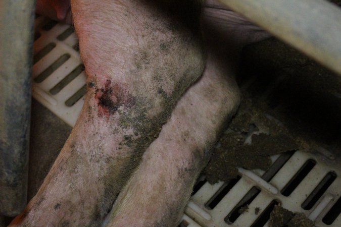 Sow with leg wound