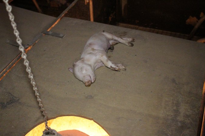 Dead piglet on top of crate